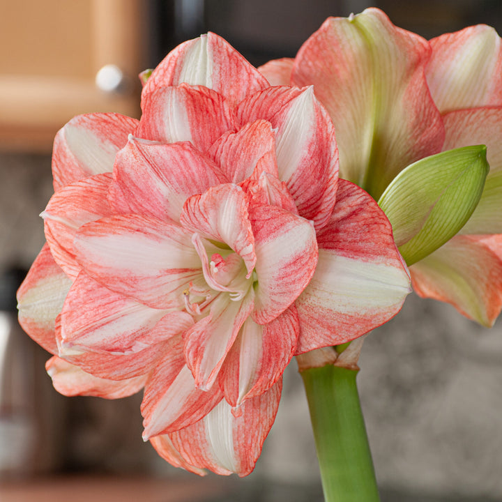 Hippeastrum Flower Seeds – Heirloom Non-GMO Amaryllis Seeds for Elegant and Colorful Gardens
