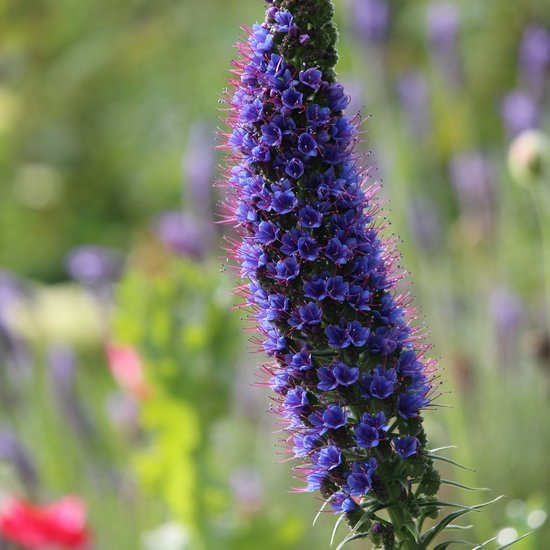 Purple Madeira Flower Seeds – Heirloom Non-GMO Ornamental Seeds for Vibrant Garden Color