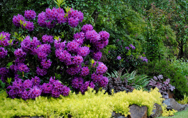 Purple Rhododendron Plant Seeds for Planting - 100 pcs