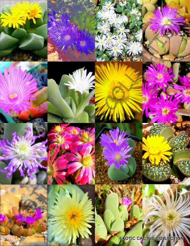 Mixed Gibbaeum Plant Seeds for Planting - 100 pcs