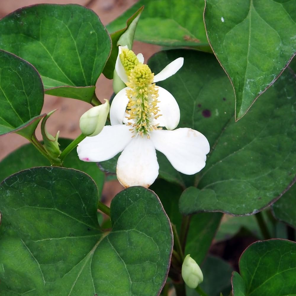 Heirloom Houttuynia Flower Seeds, Non-GMO Ornamental and Medicinal Blooms for Garden Planting