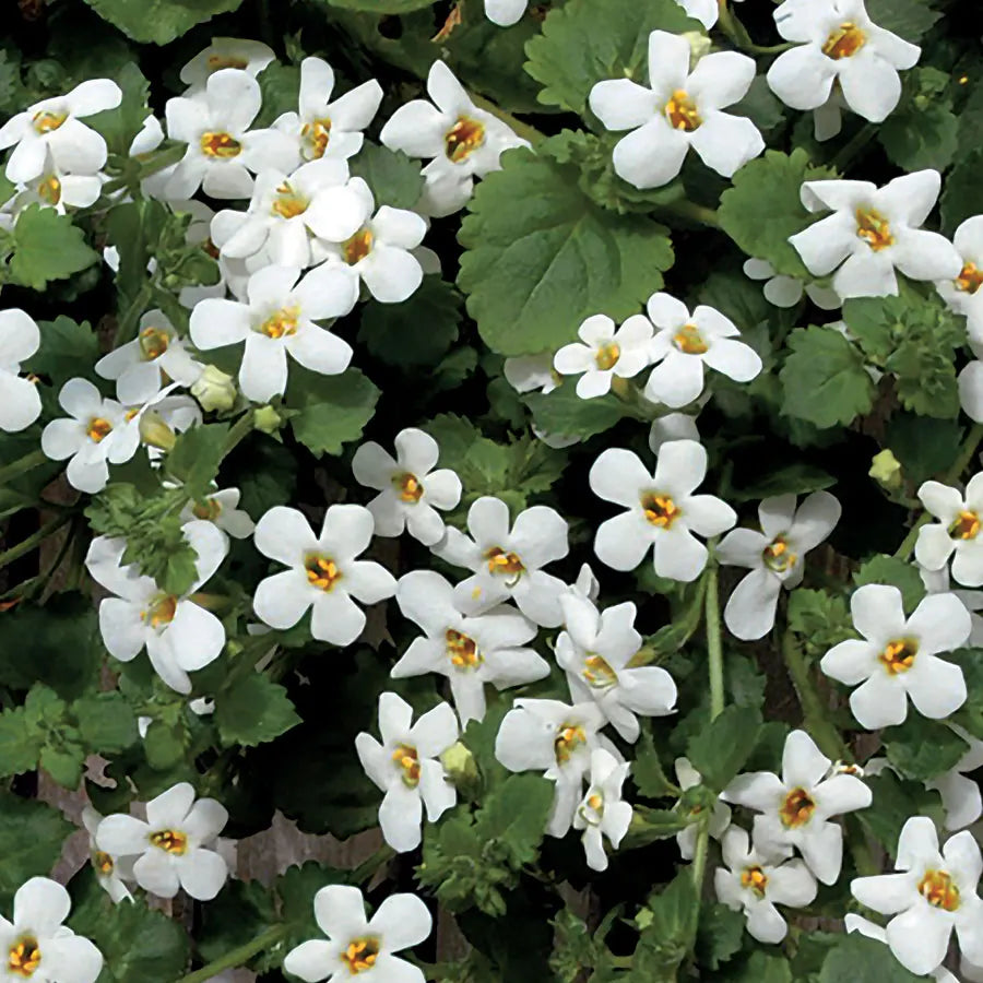 bacopa hanging plant Heirloom Non-GMO White Bacopa Plant Seeds for Trailing Garden and Hang – Neeraseeds