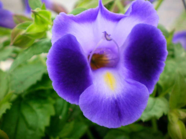 Lilla Torenia Kauai blomsterfrø til plantning - 100 stk