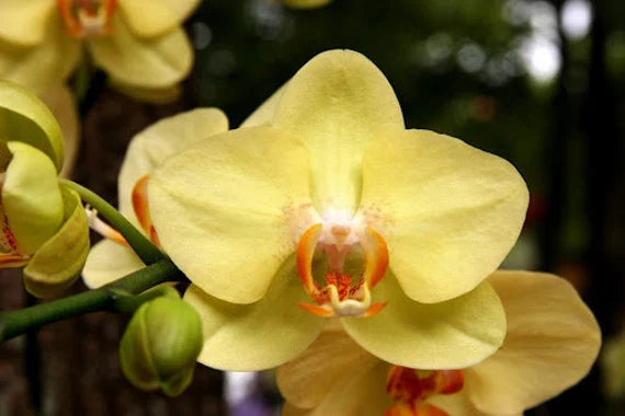 Cream Phalaenopsis Orchid Seeds for Planting - 100 pcs