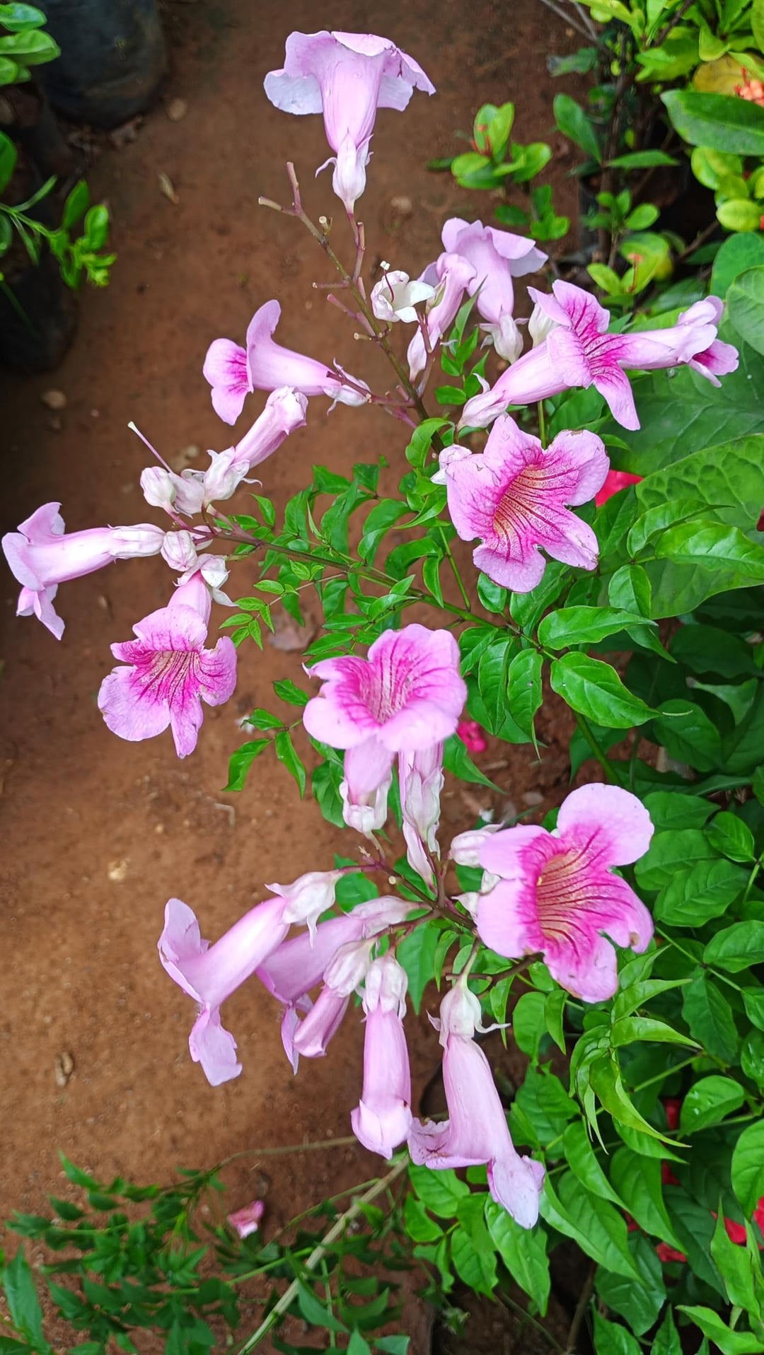 Heirloom Pink Cape Honeysuckle Flower Seeds, Non-GMO Bright Blooms for Planting