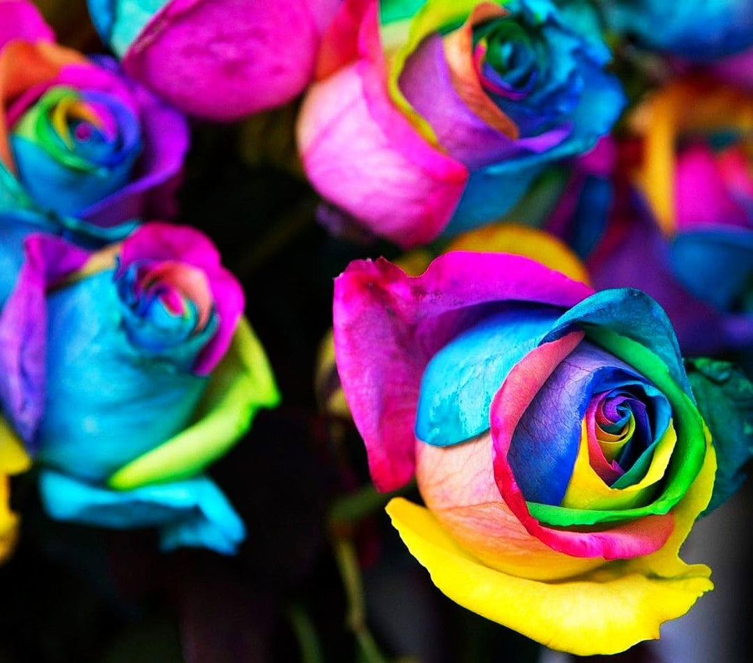 Multi-Color Rose Flower Seeds for Planting – Heirloom, Non-GMO Seeds for Vibrant Gardens