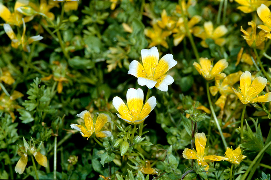 Gule ægblomstfrø til udplantning - 100 stk