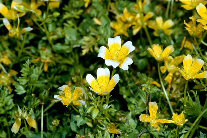 Yellow Egg Flower Seeds for Planting - 100 pcs