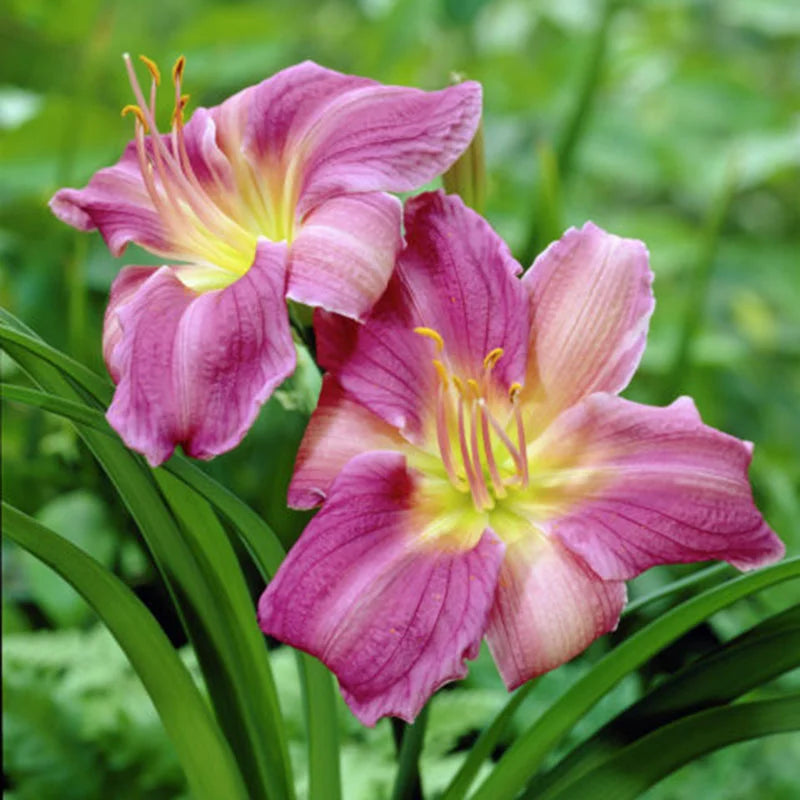 Blue Hemerocallis Flower Seeds for Planting - 100 pcs