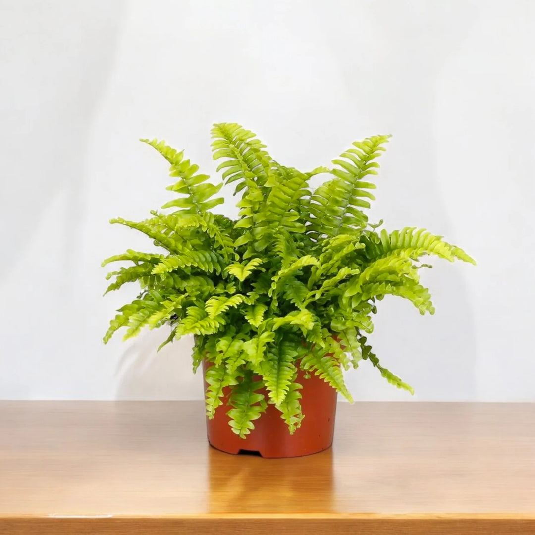 boston fern plant seeds Mixed Fern Plant Heirloom Non-GMO Seeds for Planting – High Germination Organic Garden Seeds for Shady Indoor & Outdoor Spaces
