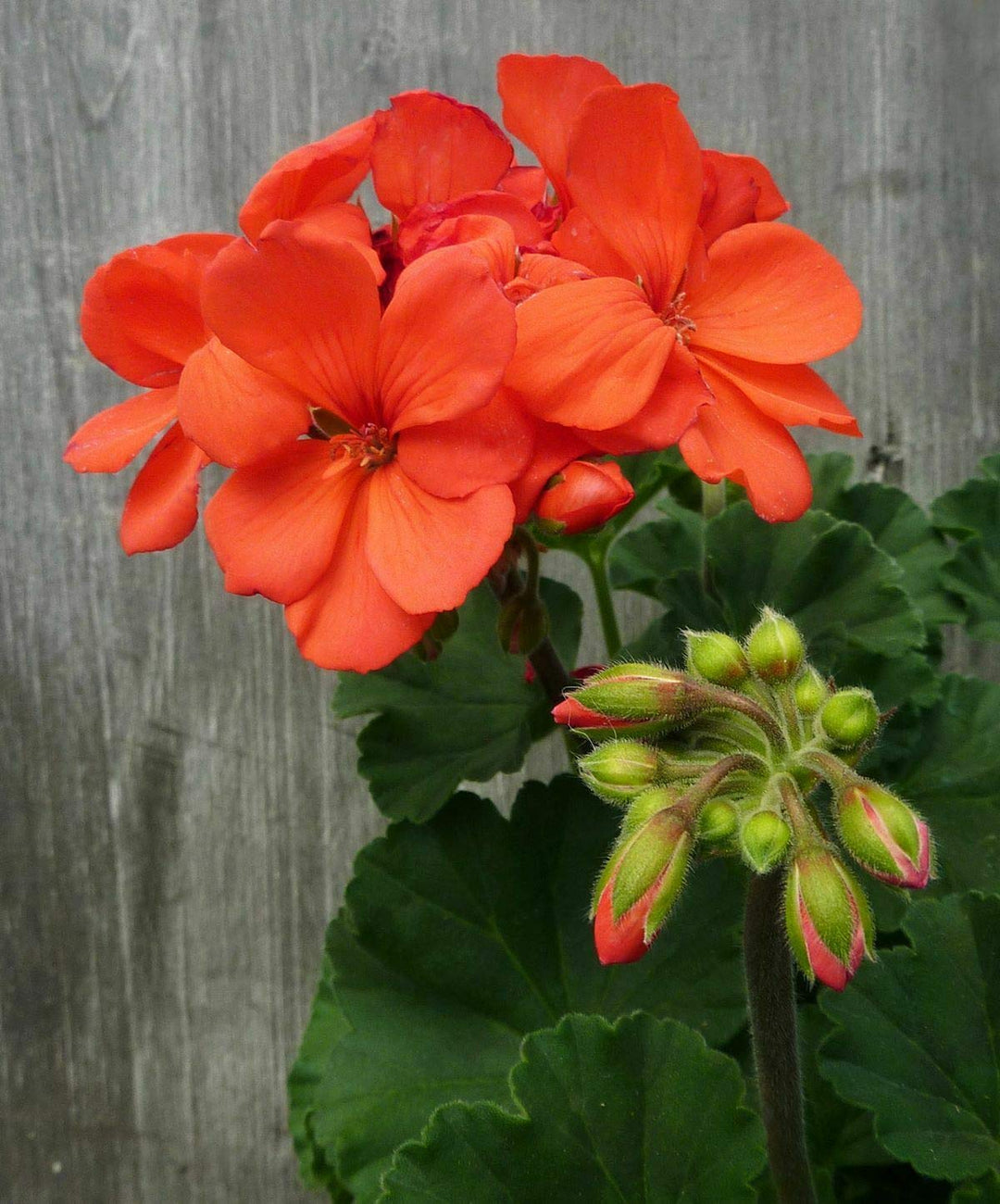 Orange Pelargonium Flower Seeds for Planting – Heirloom, Non-GMO, Vibrant Garden Blooms