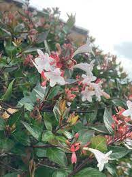 Multi-Colored Abelia Flower Seeds for Planting -Heirloom Seeds,Ideal for Home Gardens