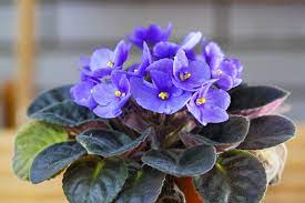 Purple White African Violet Flower Seeds for Planting, 100 pcs