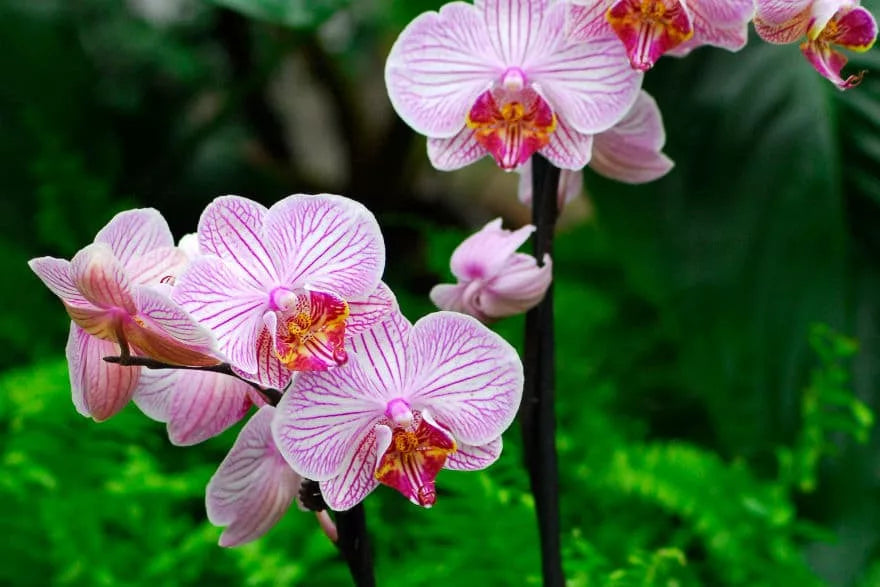 Hvid violet sommerfugl orkidé frø til plantning - 100 stk