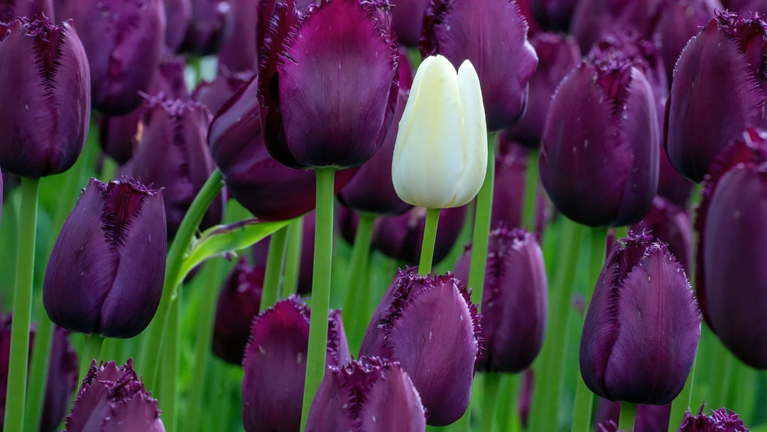 Violet Tulip Seeds for Planting - 100 pcs