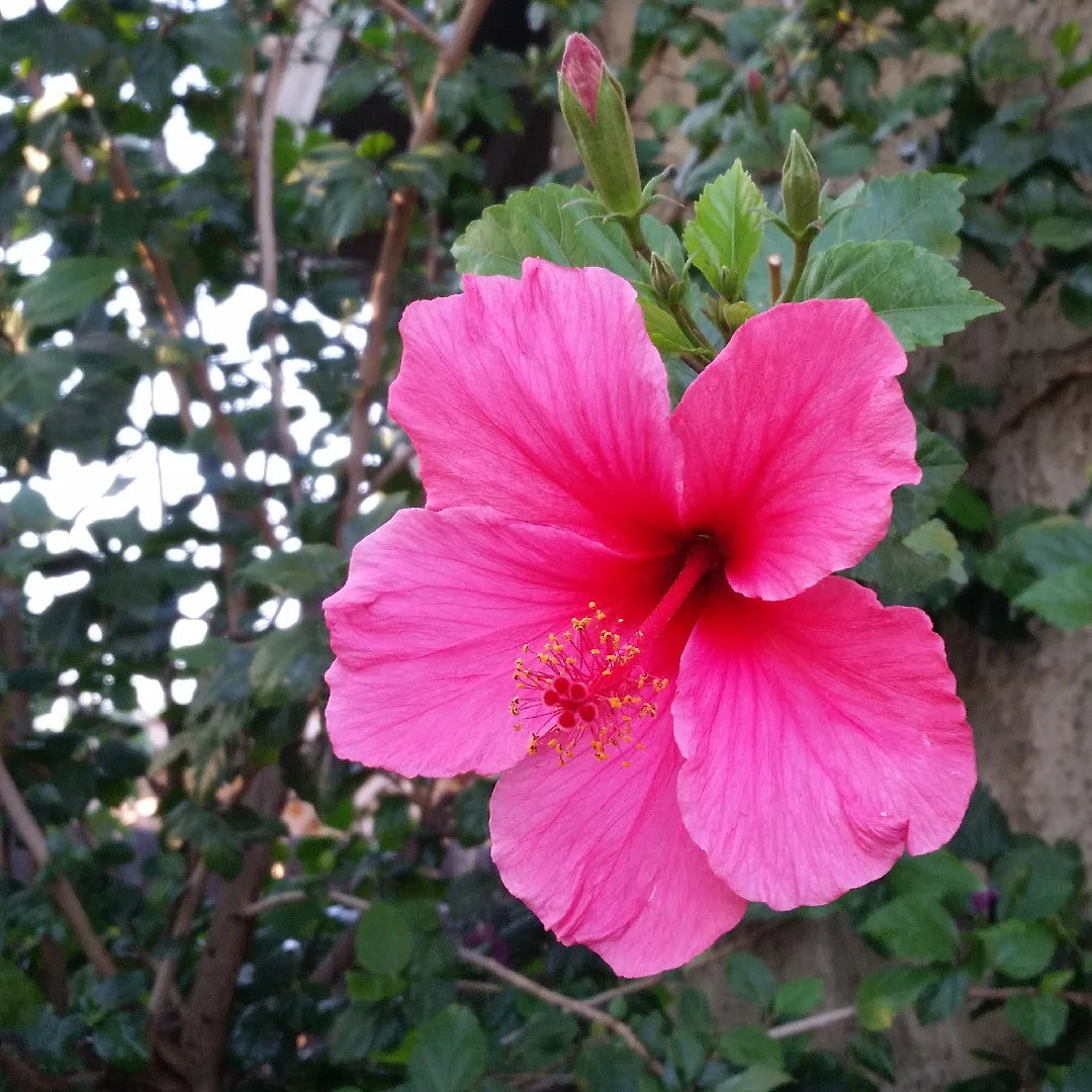 Hibiscus Blomsterfrø Pink til udplantning 100 stk