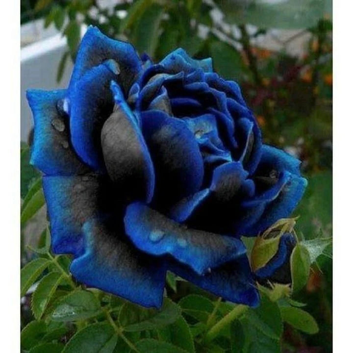 Purple Black Supreme Rose Flower Seeds for Planting, 100 pcs