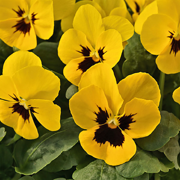 Yellow Viola Flower Seeds for Planting - 100 pcs