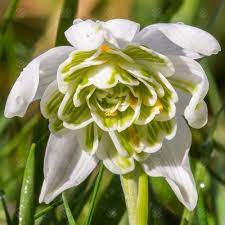 Sjældne duftende vintergækker (Galanthus nivalis 'Flore Pleno') Blomsterfrø til plantning - 100 stk.