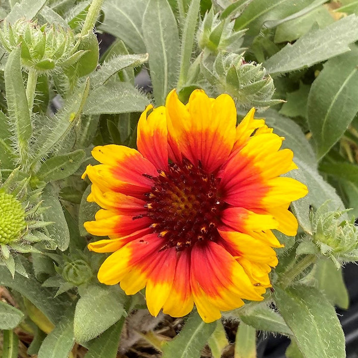 Gul rød Arizona blomsterfrø til plantning, 100 stk