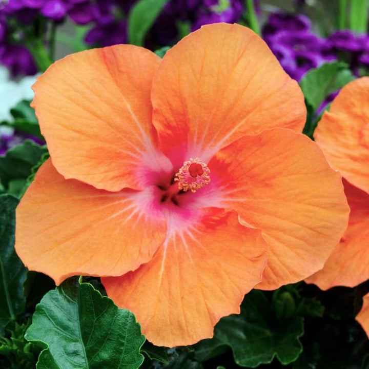 Orange Hibiscus Rosa-Sinensis Flower Seeds for Planting - 100 pcs