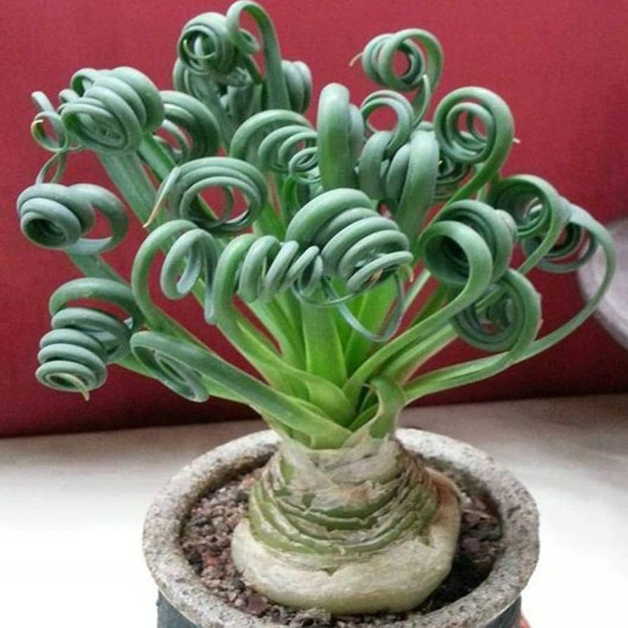 Heirloom Non-GMO Tortilis Spiral Plant Seeds for Unique Ornamental Garden Planting