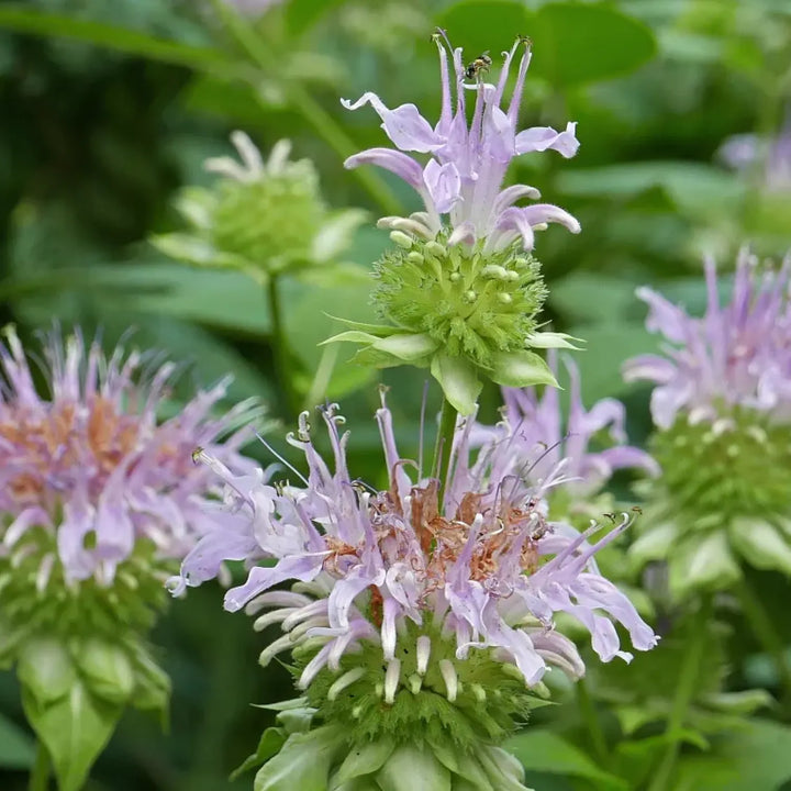 Heirloom Non-GMO Monarda Fistulosa Flower Seeds for Pollinator-Friendly Garden Planting