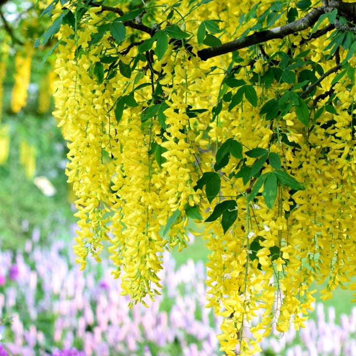 Yellow Wisteria Flower Seeds for Planting - 100 pcs