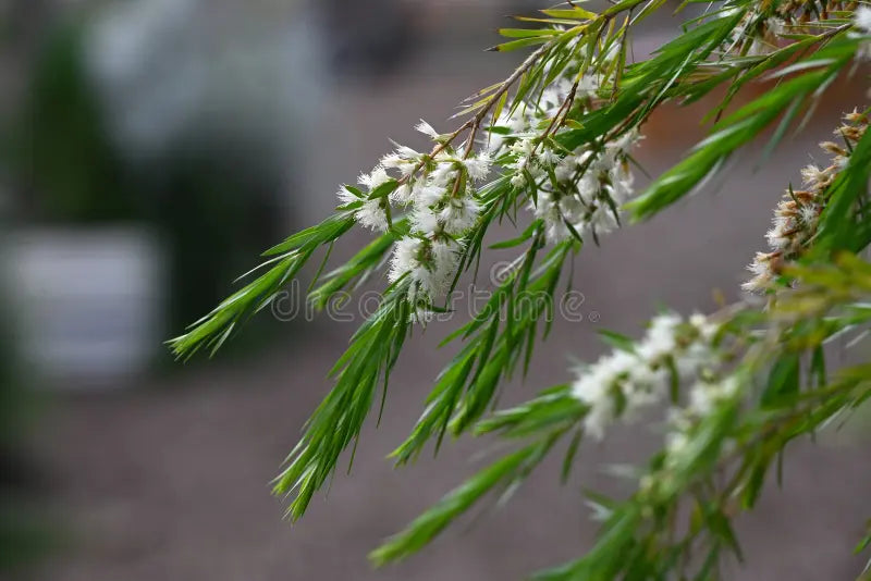 Friske Alternifolia blomsterfrø til plantning - 100 stk