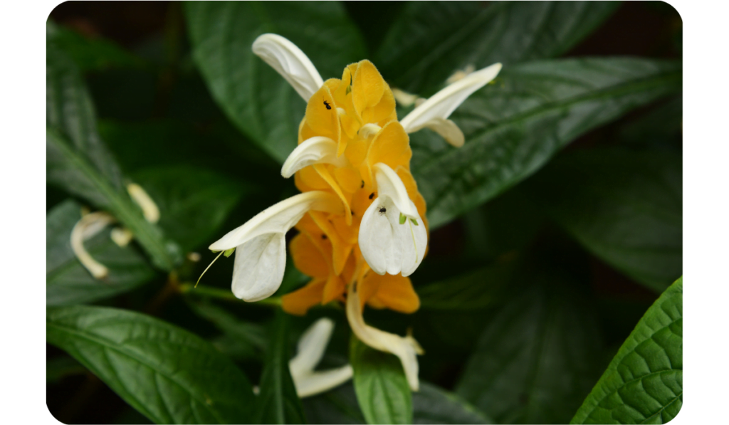 White Yellow Pachystachys Flower Seeds for Planting - 100 pcs