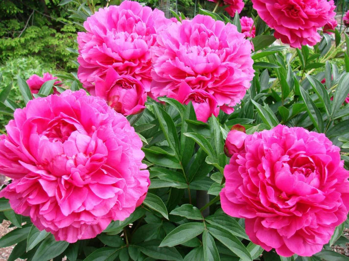 Organic Pink Paeonia Lactiflora Flower Seeds for Planting – Heirloom, Non-GMO
