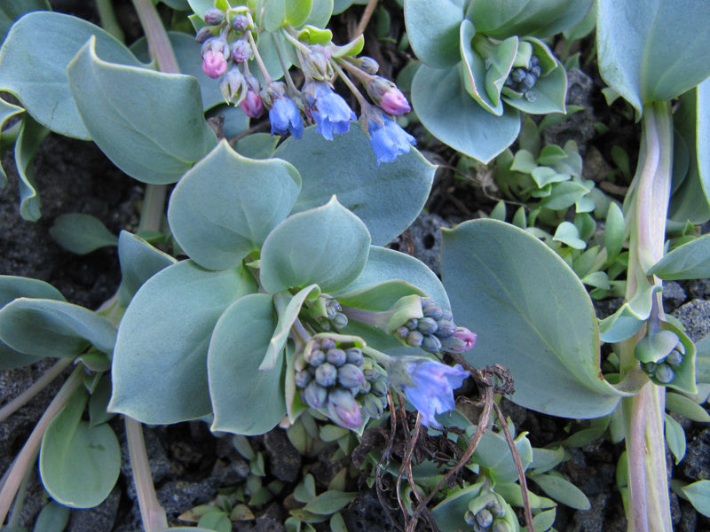 Mertensia Maritima Seeds for Planting - 100 pcs