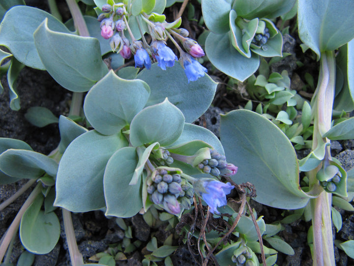 Mertensia Maritima frø til udplantning - 100 stk