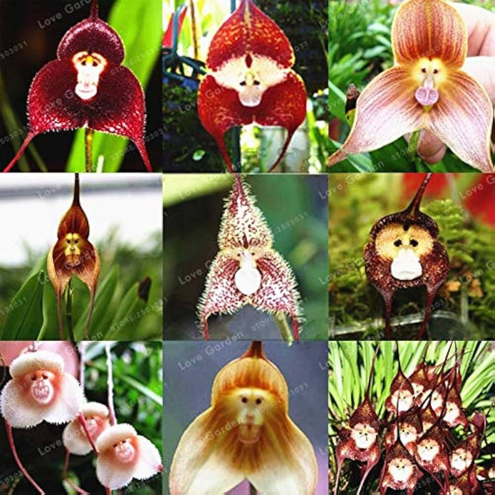 Mixed Monkey Orchid Flower Seeds for Planting - 100 pcs