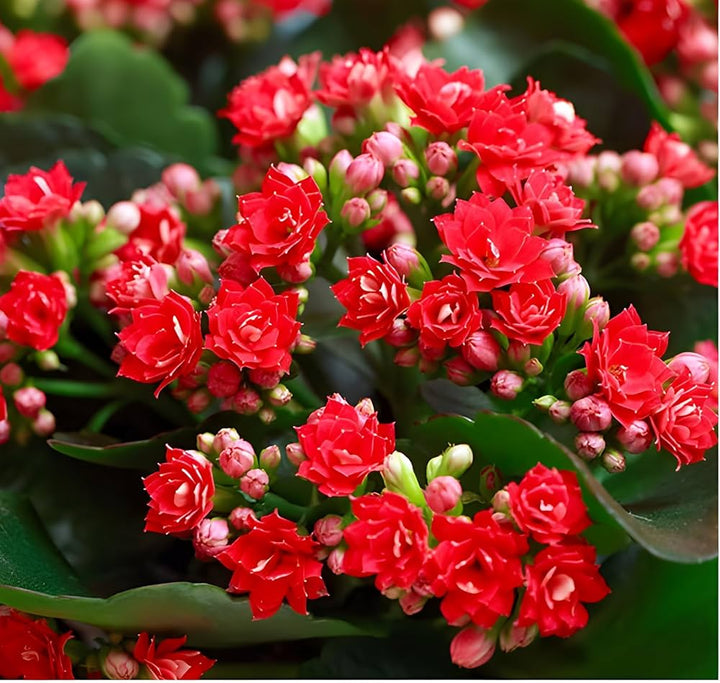 red kalanchoe flower seeds