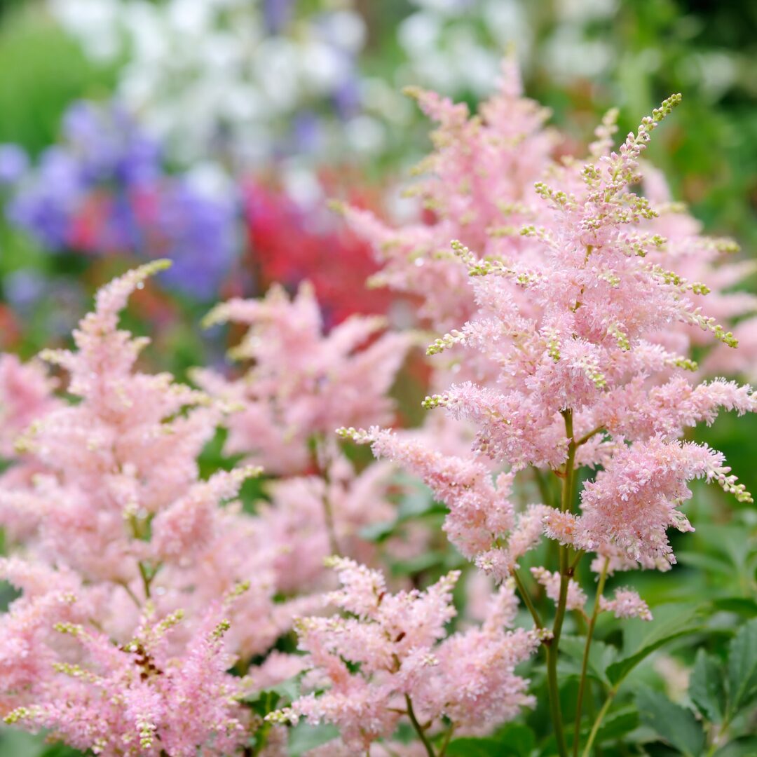 Pink Astilbe frø til plantning - 100 stk