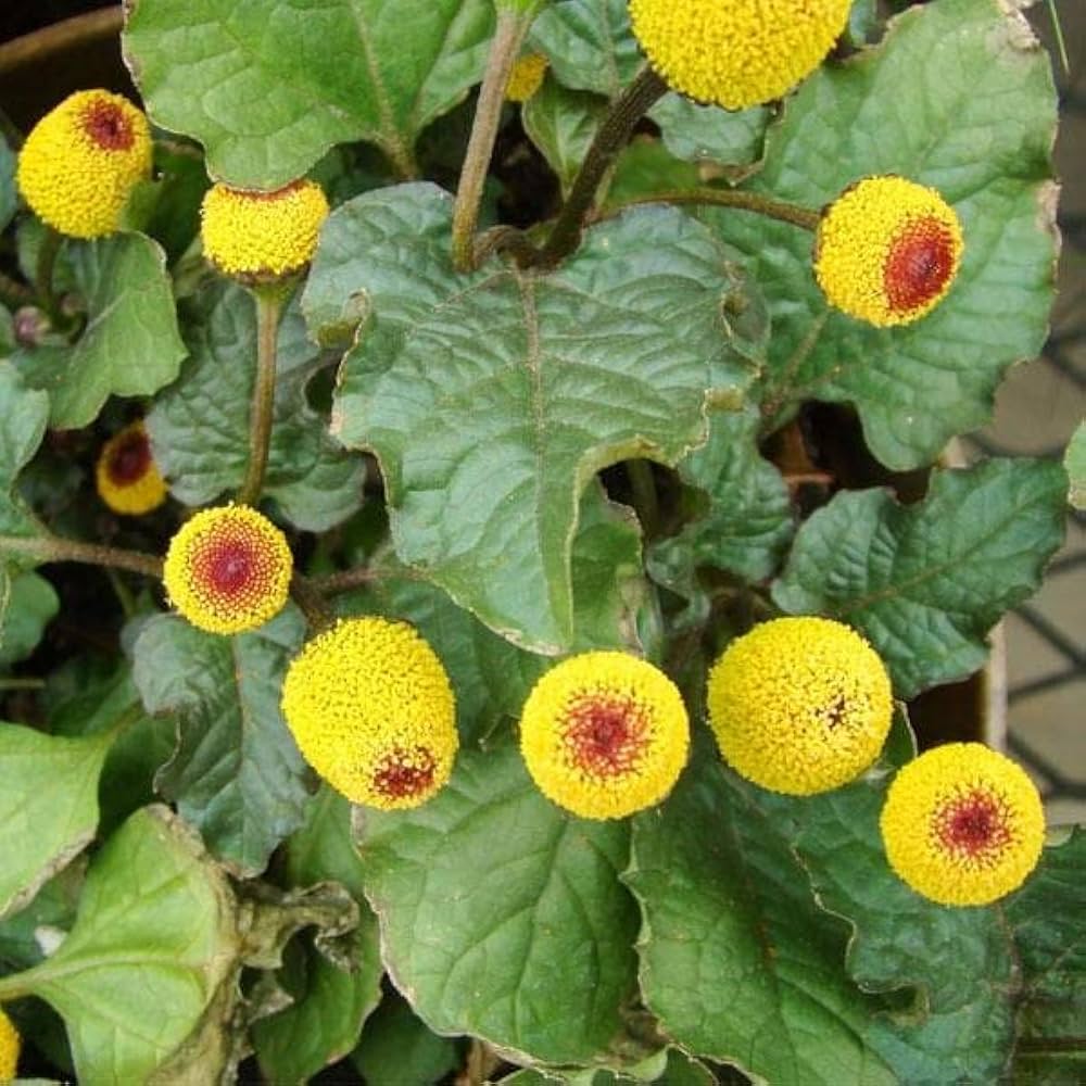 Gul Spilanthes Acmella plantefrø til udplantning - 100 stk