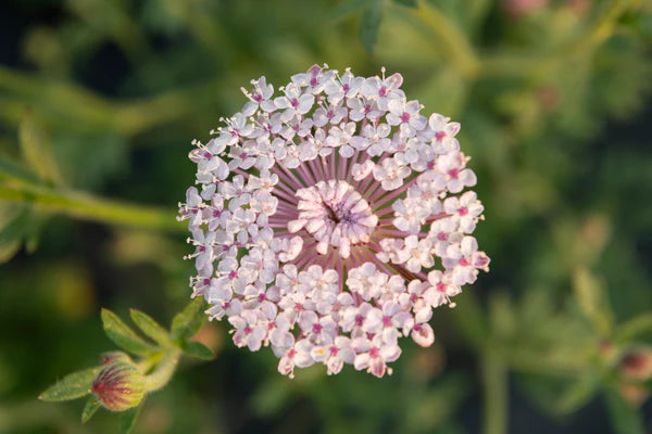 Pink Lace Flower Seeds for Planting - 100 pcs