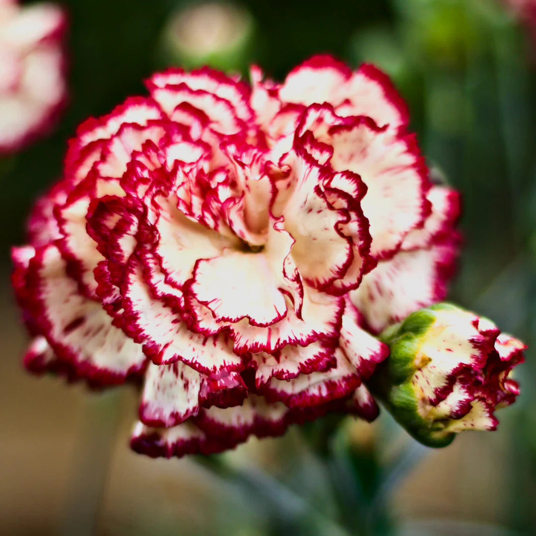 Red Cream Carnation Flower Seeds – Heirloom, Non-GMO, Bi-Color Blooms for Garden Planting