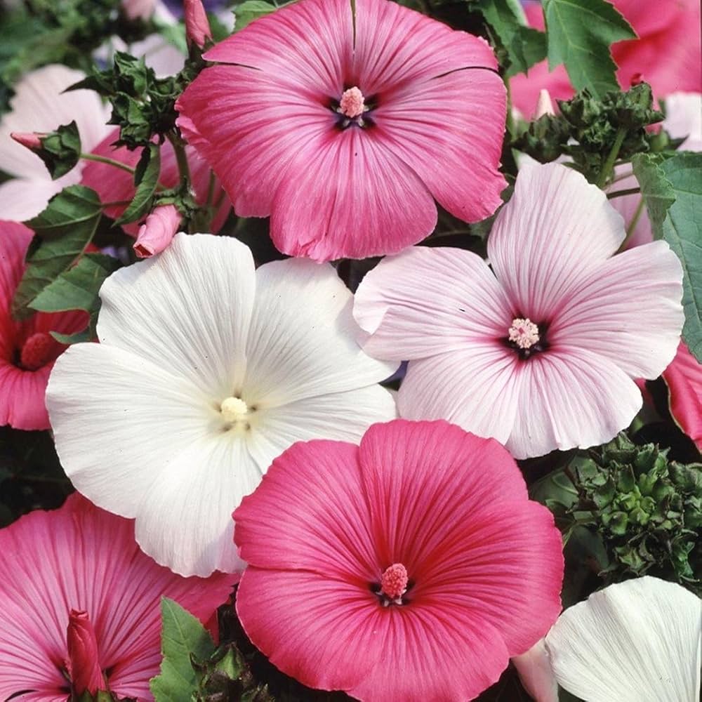 Lavatera White Pink Seeds for Planting – Organic, Heirloom, Non-GMO Flower Seeds