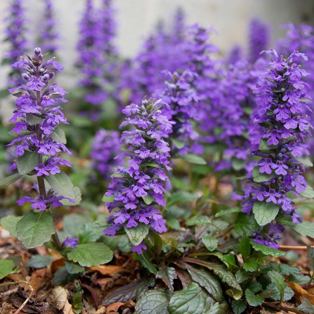 Ajuga Flower Seeds for Planting 100 pcs