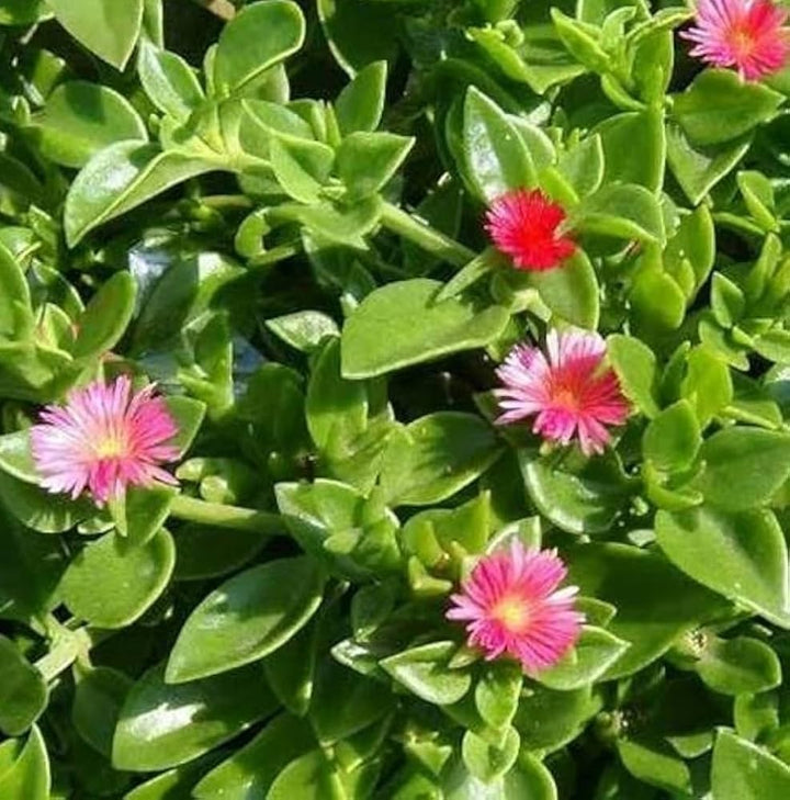 Aptenia Flower Seeds for Planting, 100 pcs