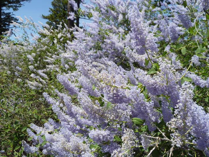 Integerrimus Blomsterfrø til udplantning, 100 stk