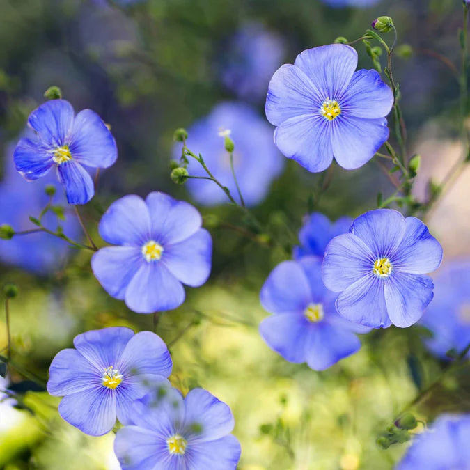 Heirloom Linum Flower Seeds, Non-GMO Flax Blooms for Pollinator-Friendly Garden Planting