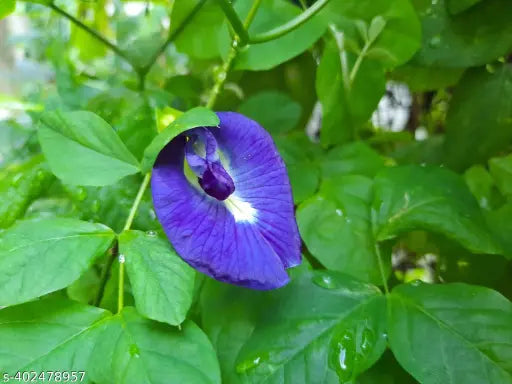 Friske Clitoria Blomsterfrø til udplantning - 100 stk