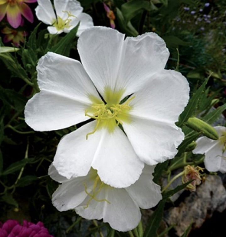 Organic White Oenothera Flower Seeds for Planting – Heirloom, Non-GMO