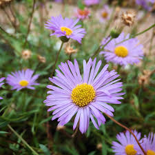 Lavender Erigeron Flower Seeds for Planting, 100 pcs