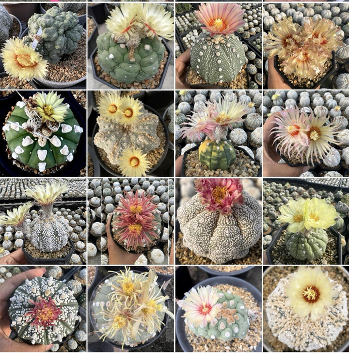 Blandede Astrophytum plantefrø til udplantning, 100 stk