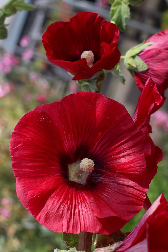 Red Hollyhock Alcea Flower Seeds for Planting - 100 pcs