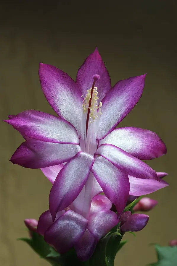 Violet Zygocactus Truncatus blomsterfrø til plantning - 100 stk.